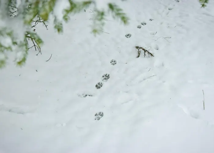 Orman Evi Vikendica Ristic Sljivovica (Zlatibor)